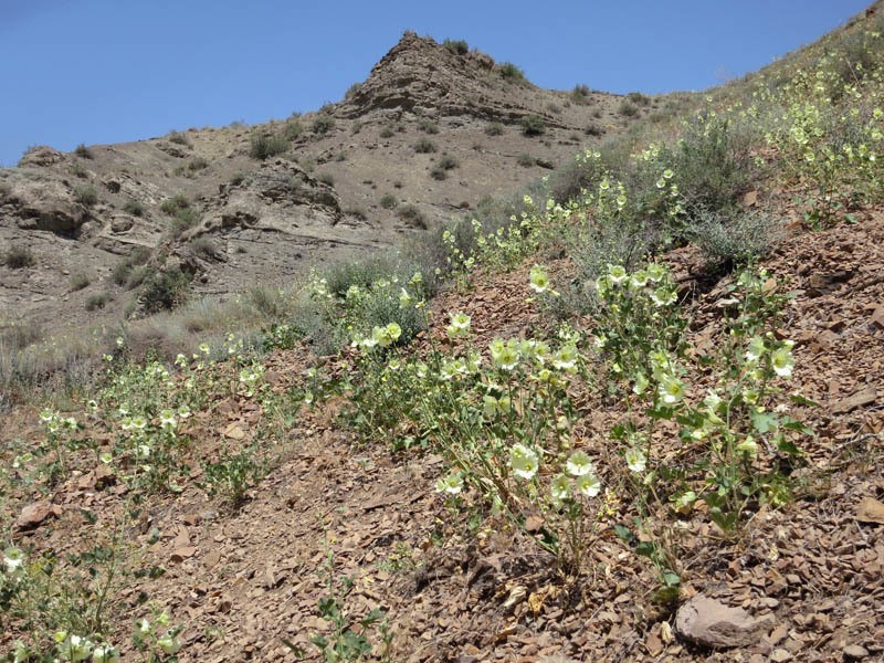 Alcea tabrisiana