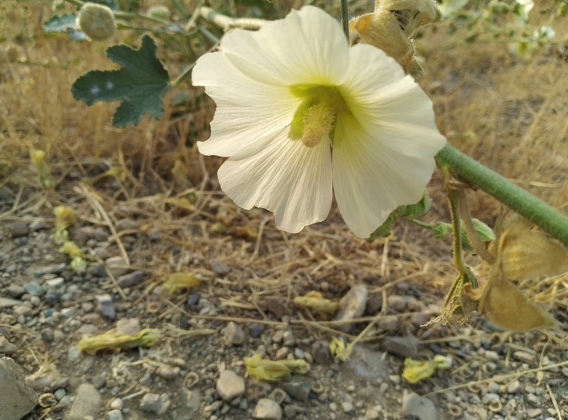 Alcea tabrisiana photo 2