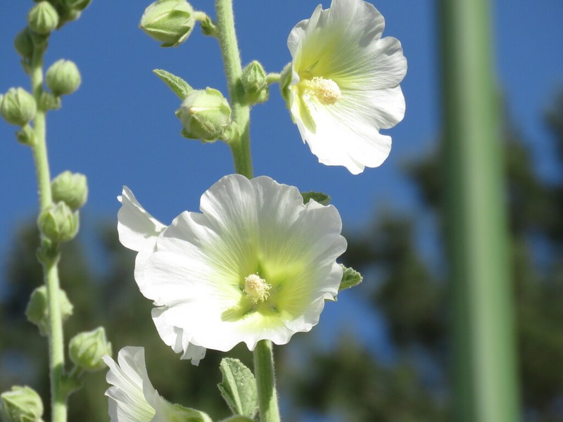 Alcea tabrisiana photo 3