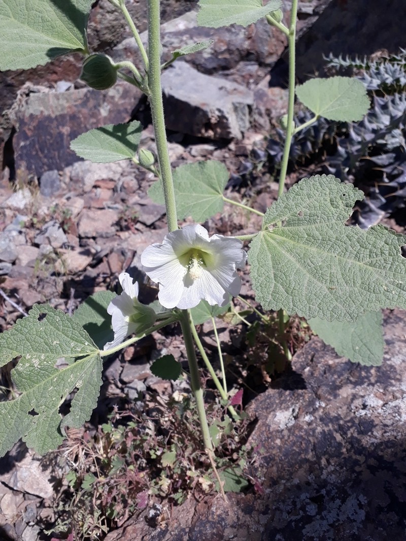 Alcea teheranica