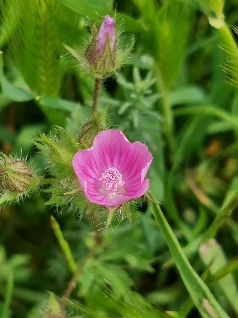 Alcea transcaucasica photo 2
