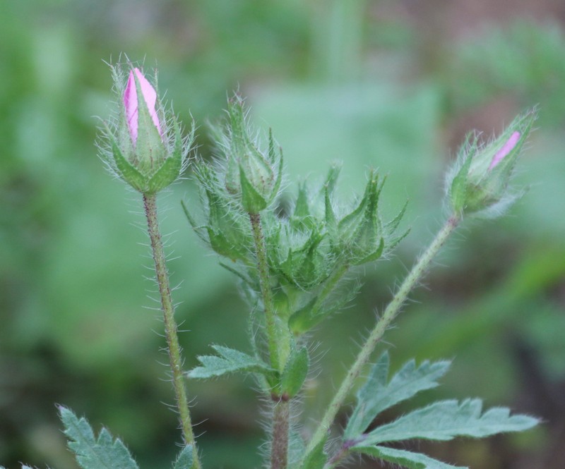 Alcea transcaucasica photo 4