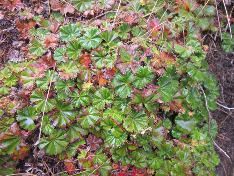 Alchemilla abyssinica