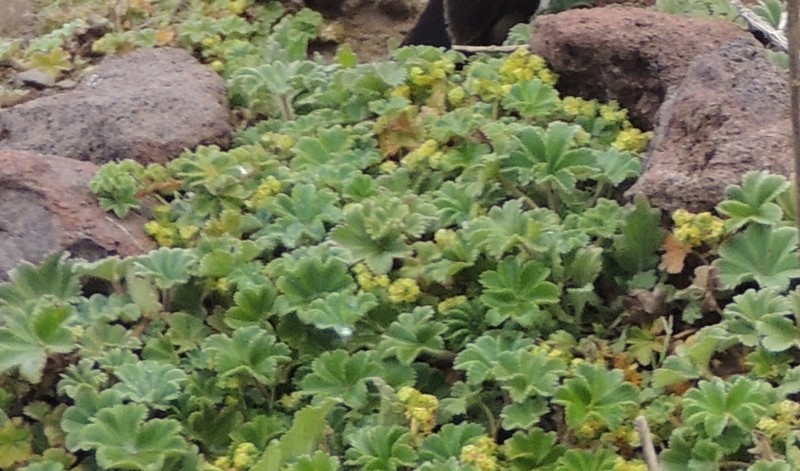 Alchemilla abyssinica photo 2
