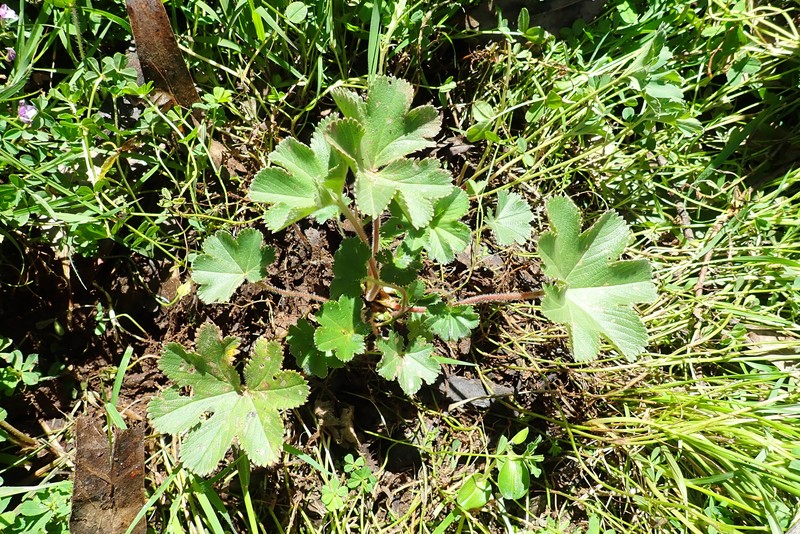 Alchemilla abyssinica photo 5