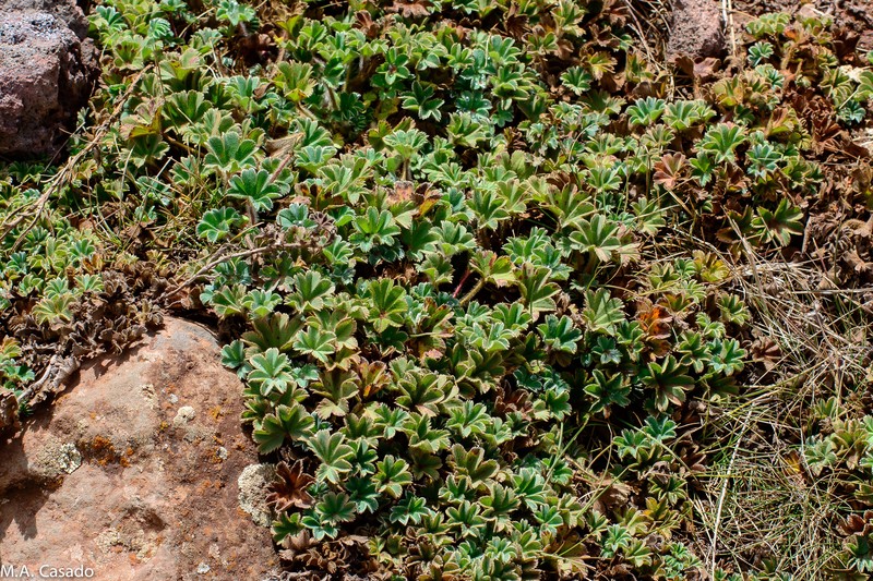 Alchemilla abyssinica photo 6