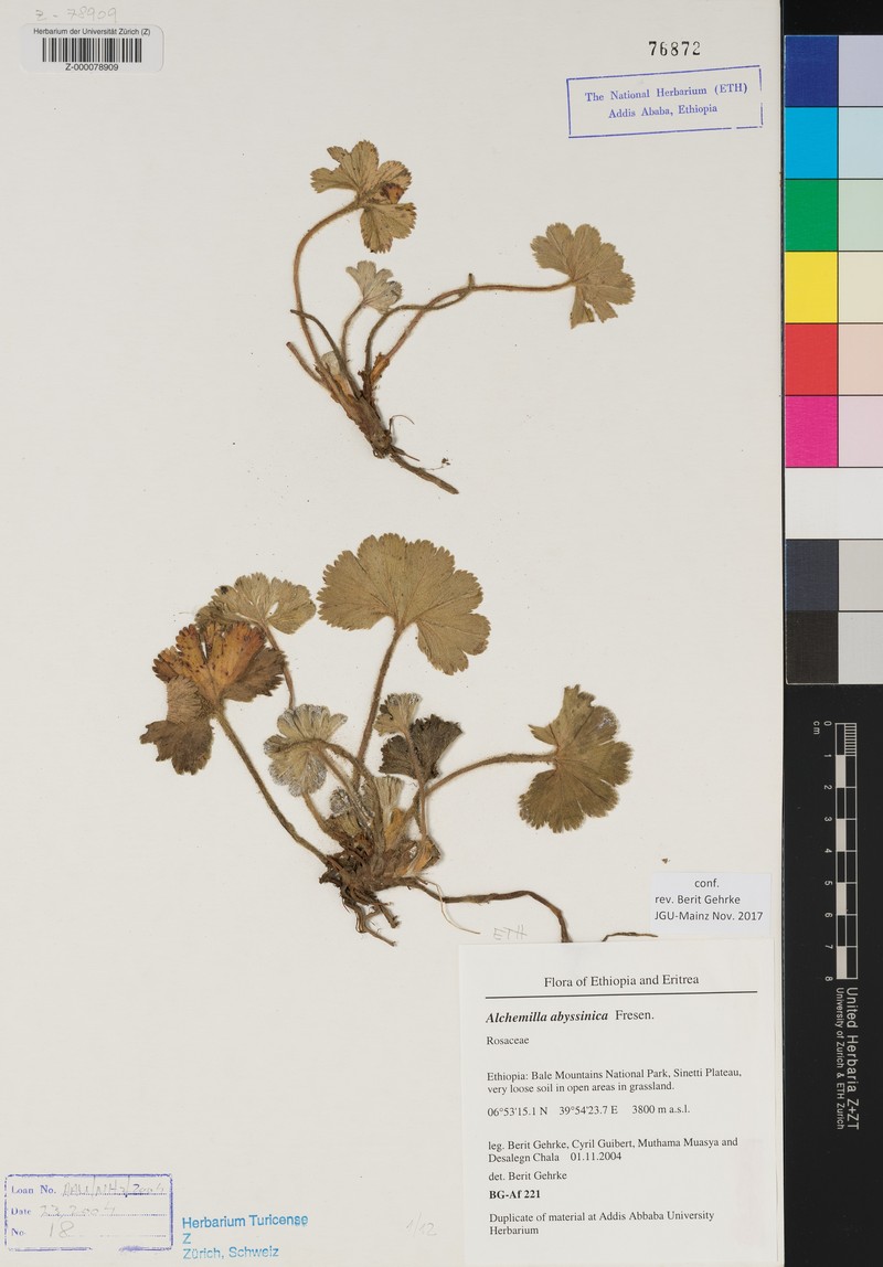 Alchemilla abyssinica photo 8