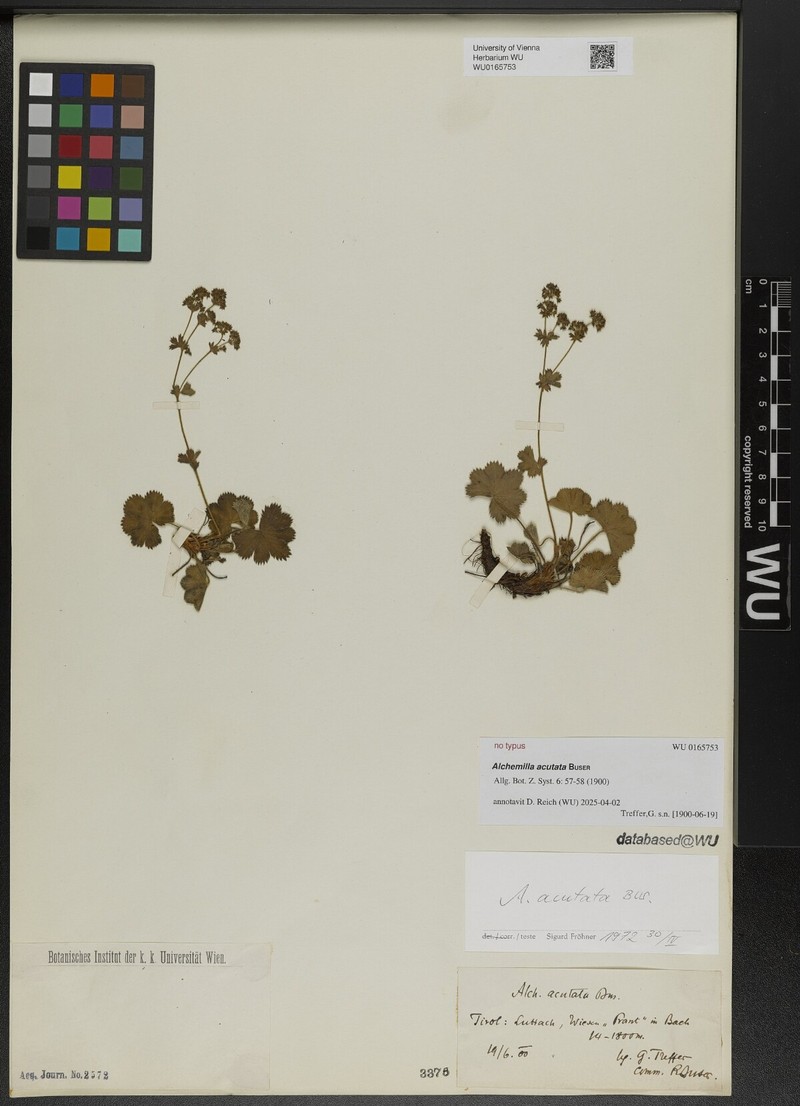Alchemilla acutata