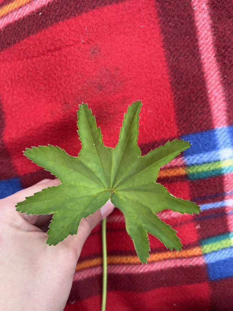 Alchemilla acutidens