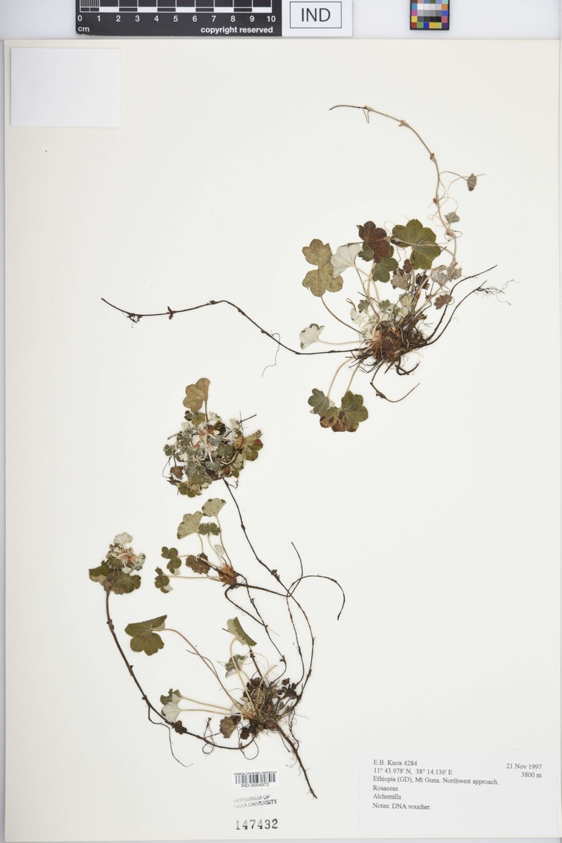 Alchemilla acutidens