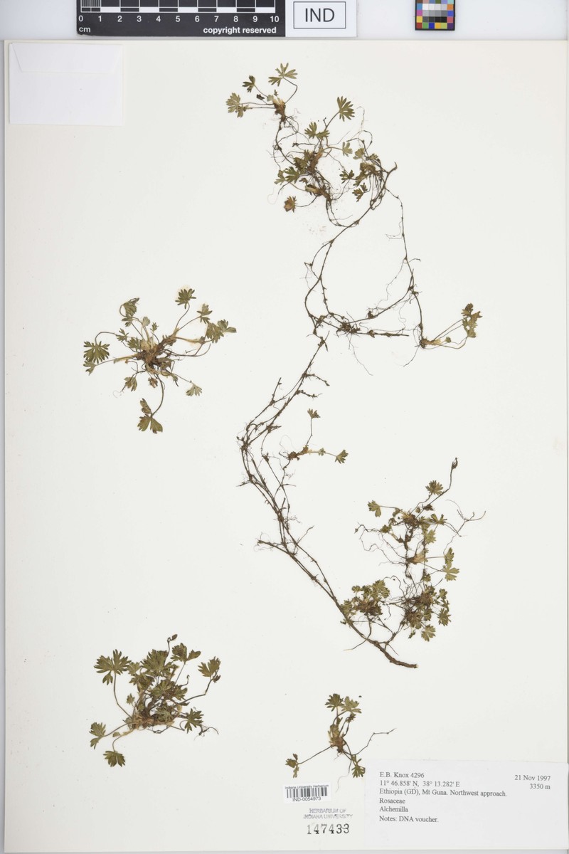 Alchemilla acutidens photo 2