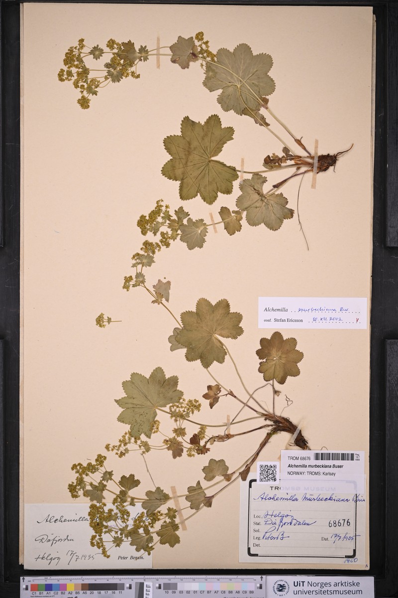 Alchemilla acutidens photo 3