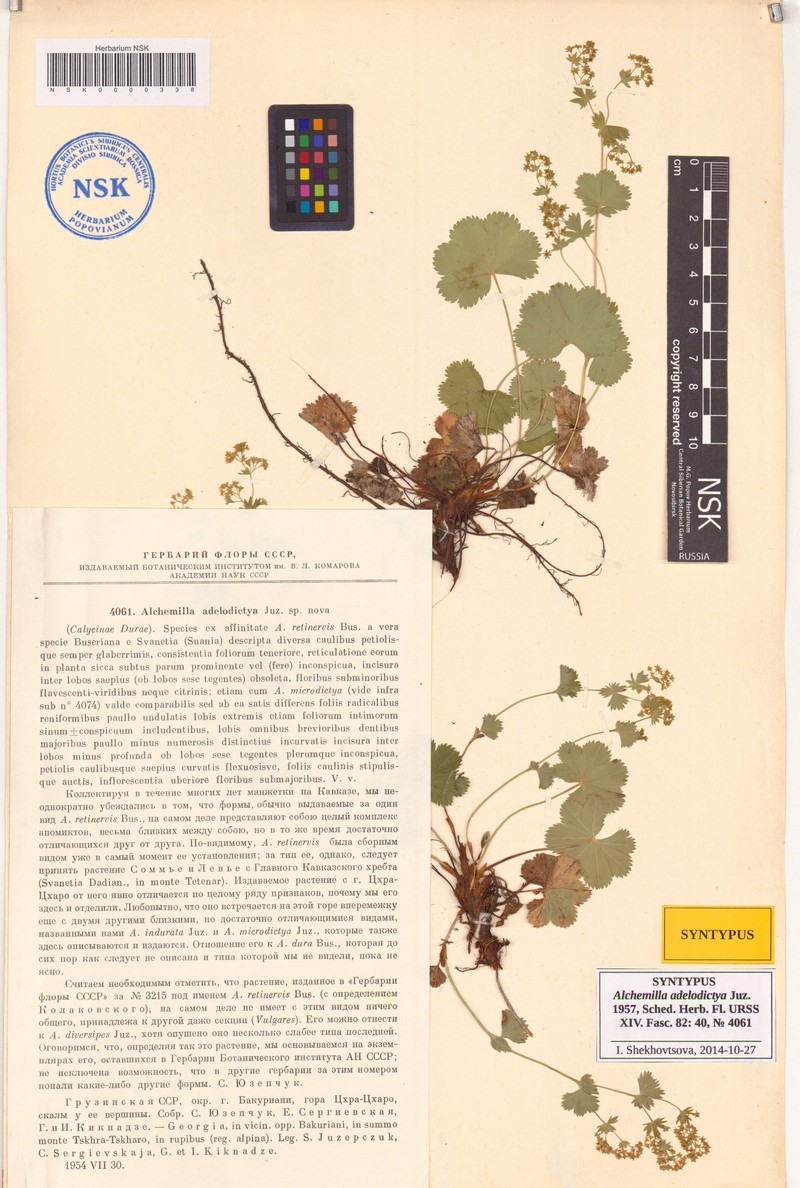 Alchemilla adelodictya
