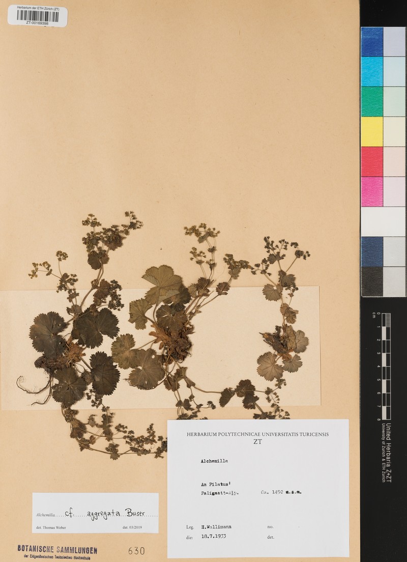 Alchemilla aggregata
