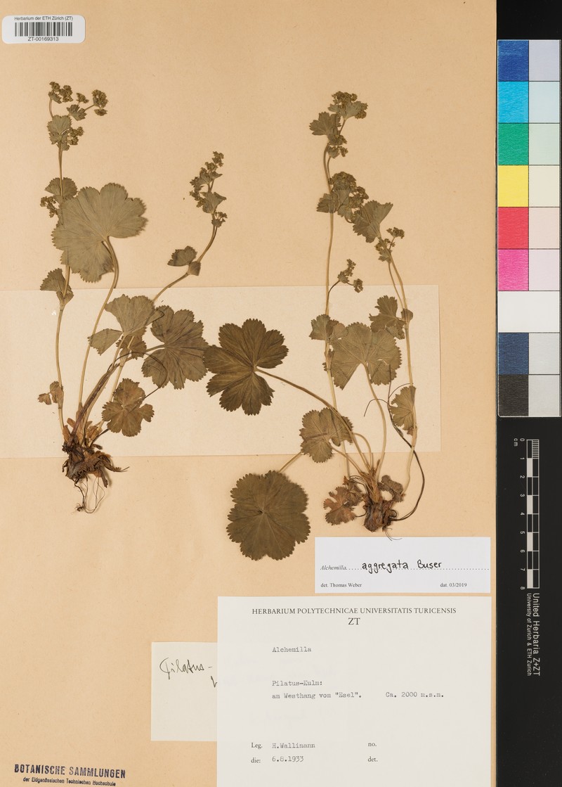 Alchemilla aggregata photo 2