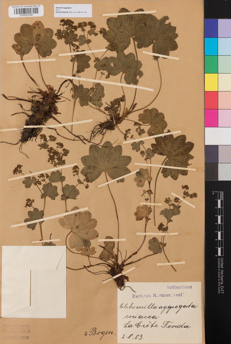Alchemilla aggregata photo 3