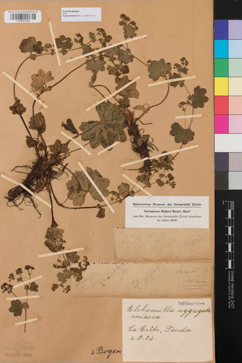 Alchemilla aggregata photo 4