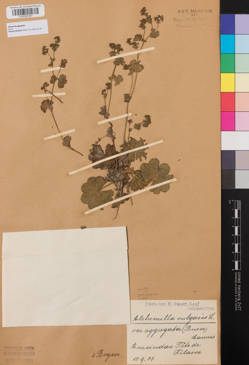 Alchemilla aggregata photo 5