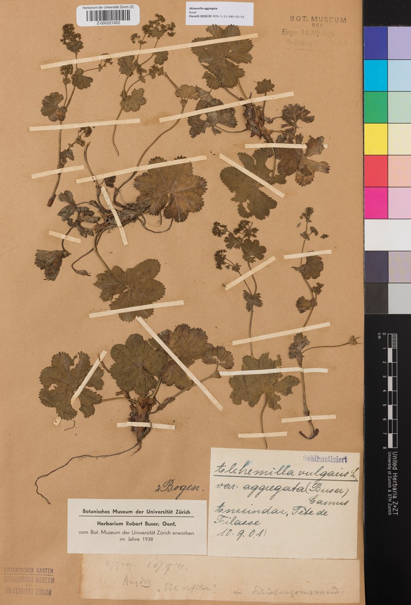 Alchemilla aggregata photo 6