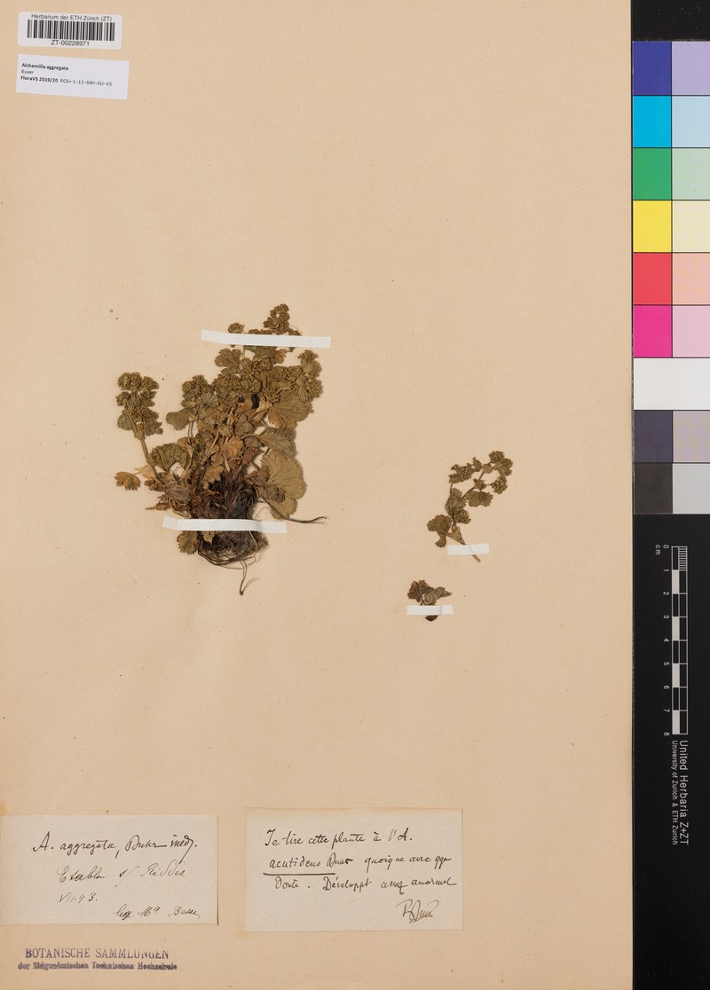 Alchemilla aggregata photo 7