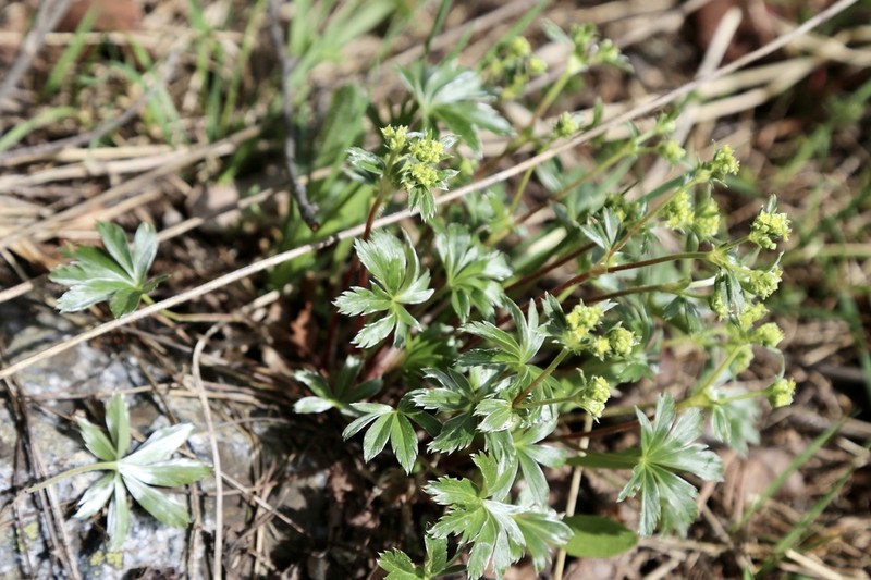 Alchemilla alba