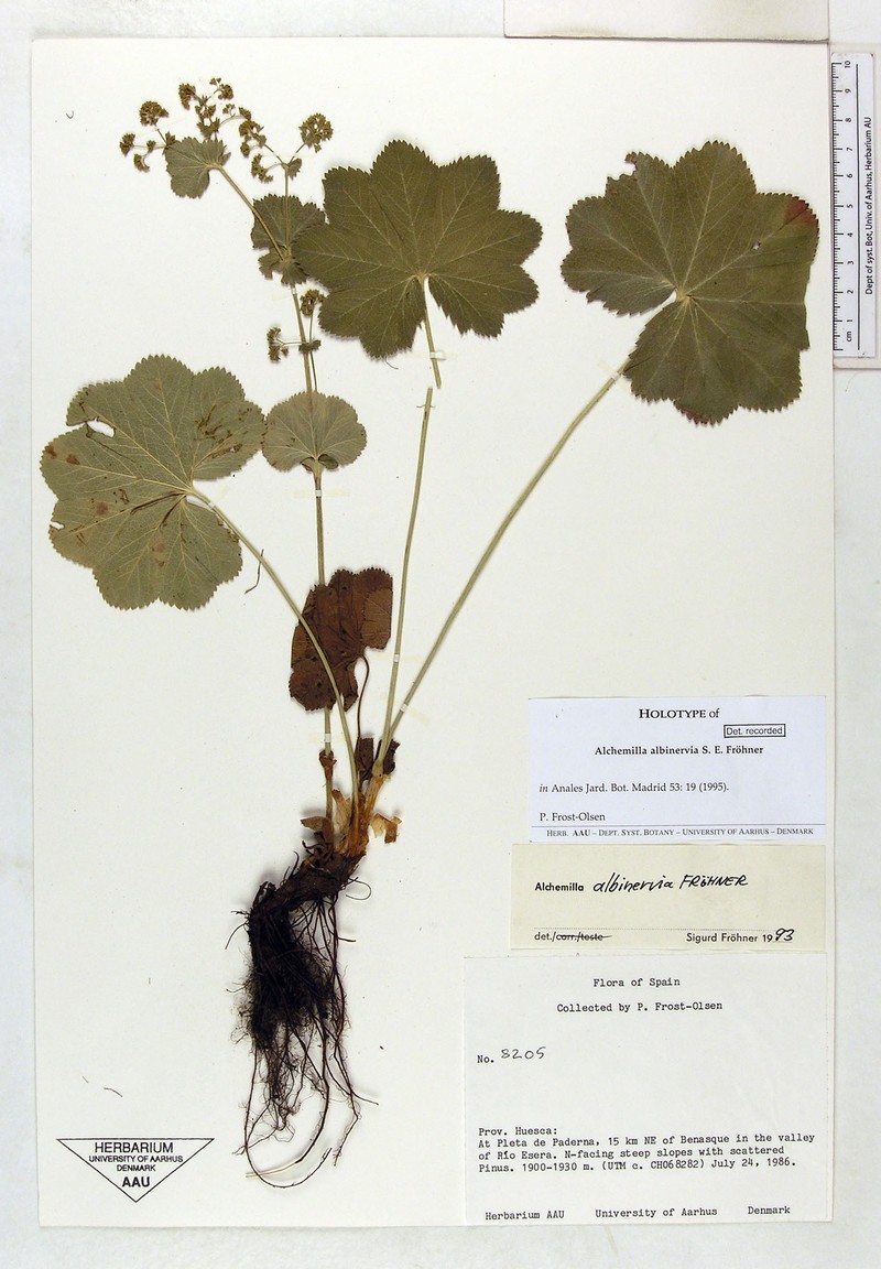 Alchemilla albinervia