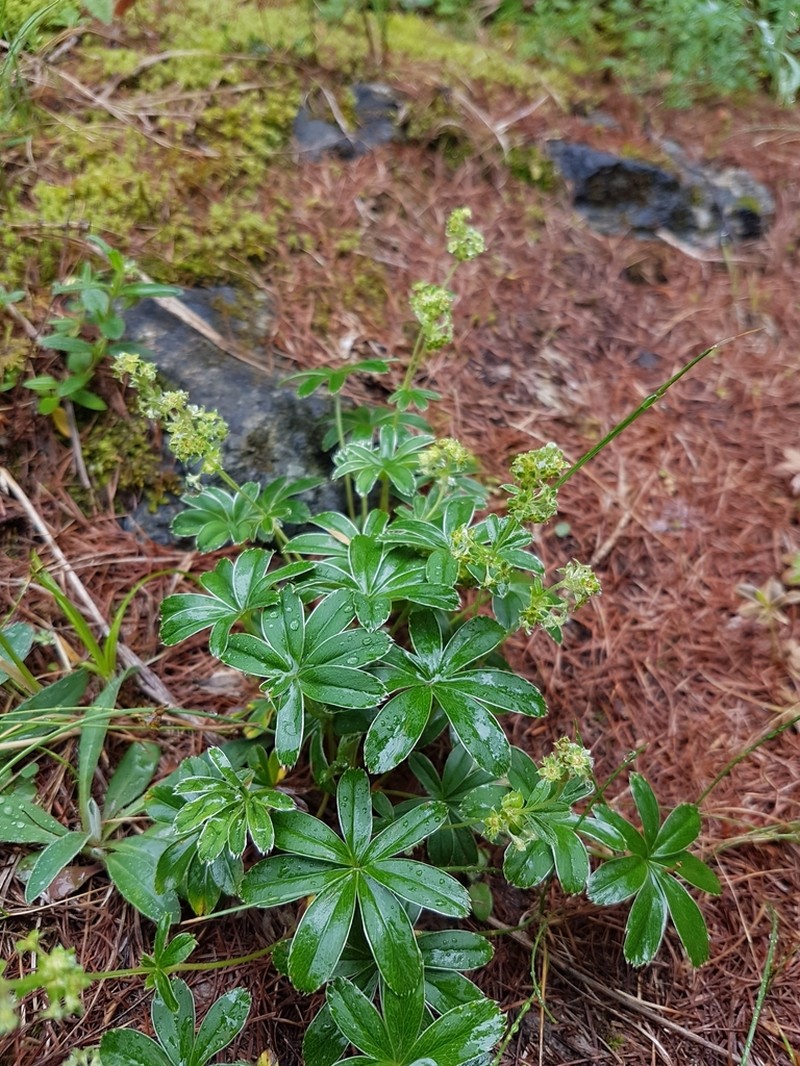 Alchemilla alpigena