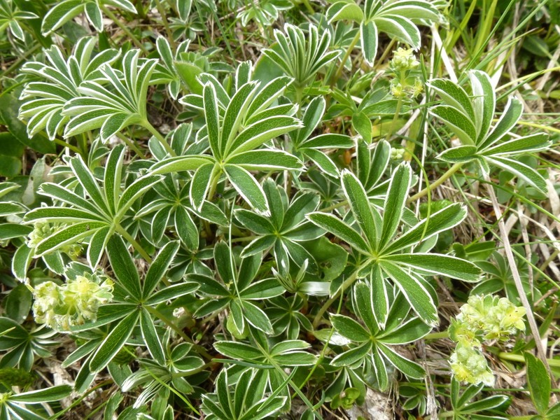 Alchemilla alpigena photo 2