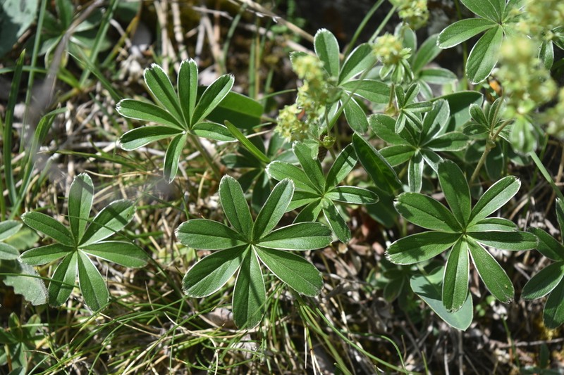 Alchemilla alpigena photo 3