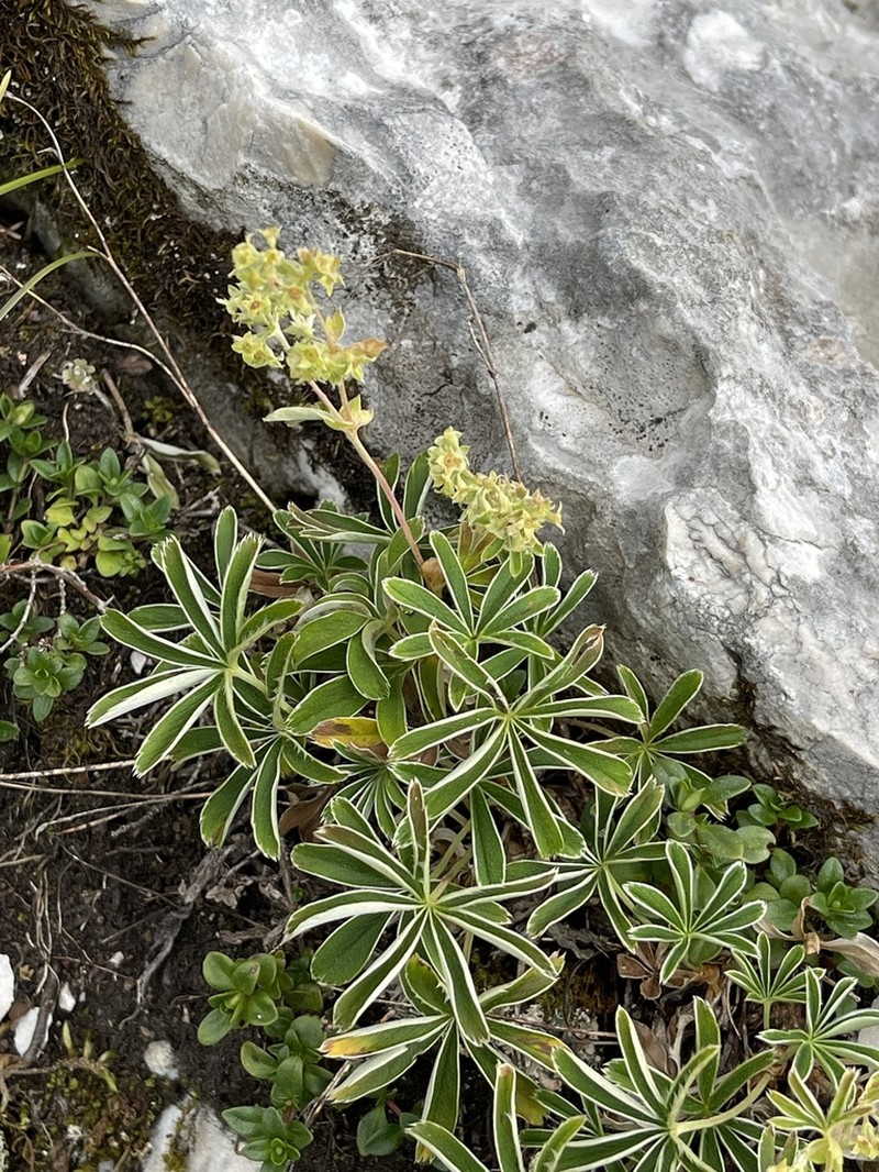 Alchemilla alpigena photo 4