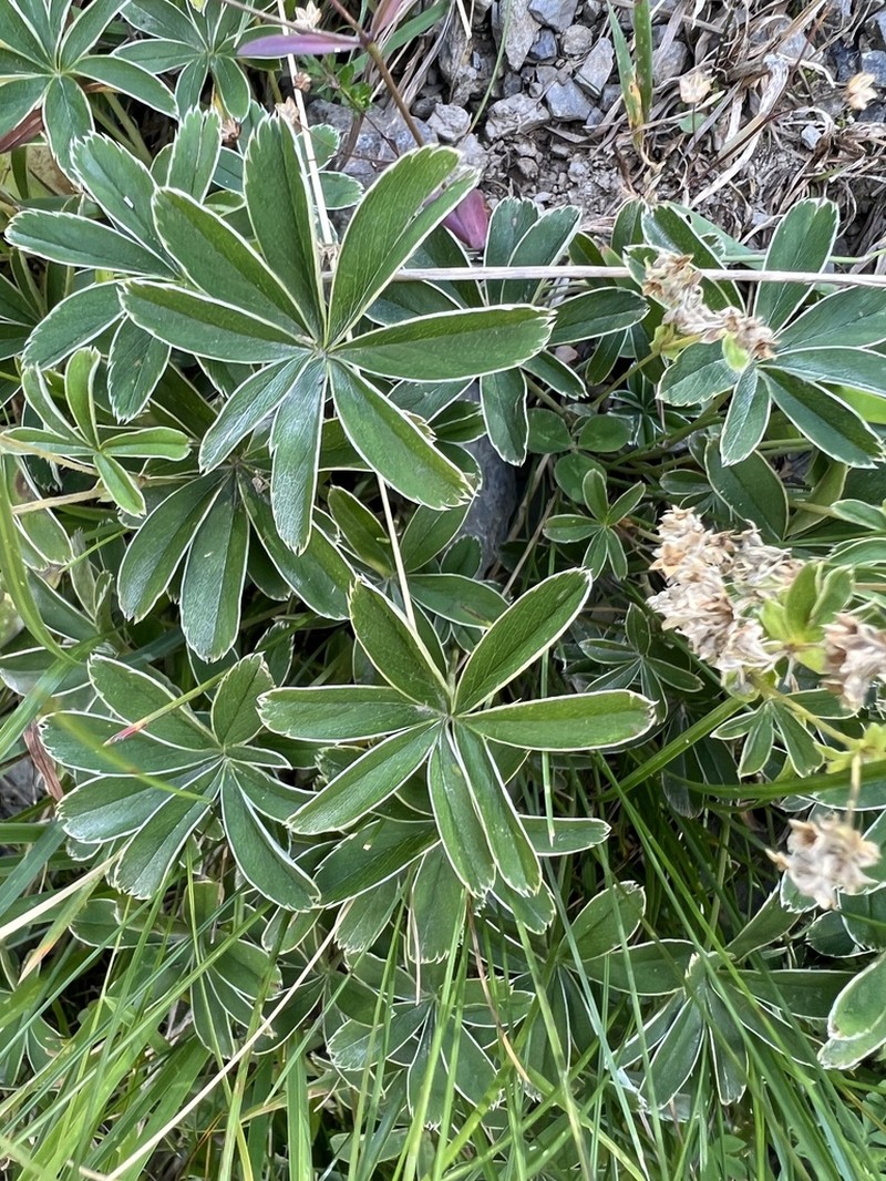 Alchemilla alpigena photo 5