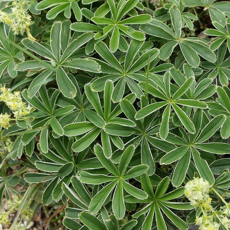 Alchemilla alpigena photo 6