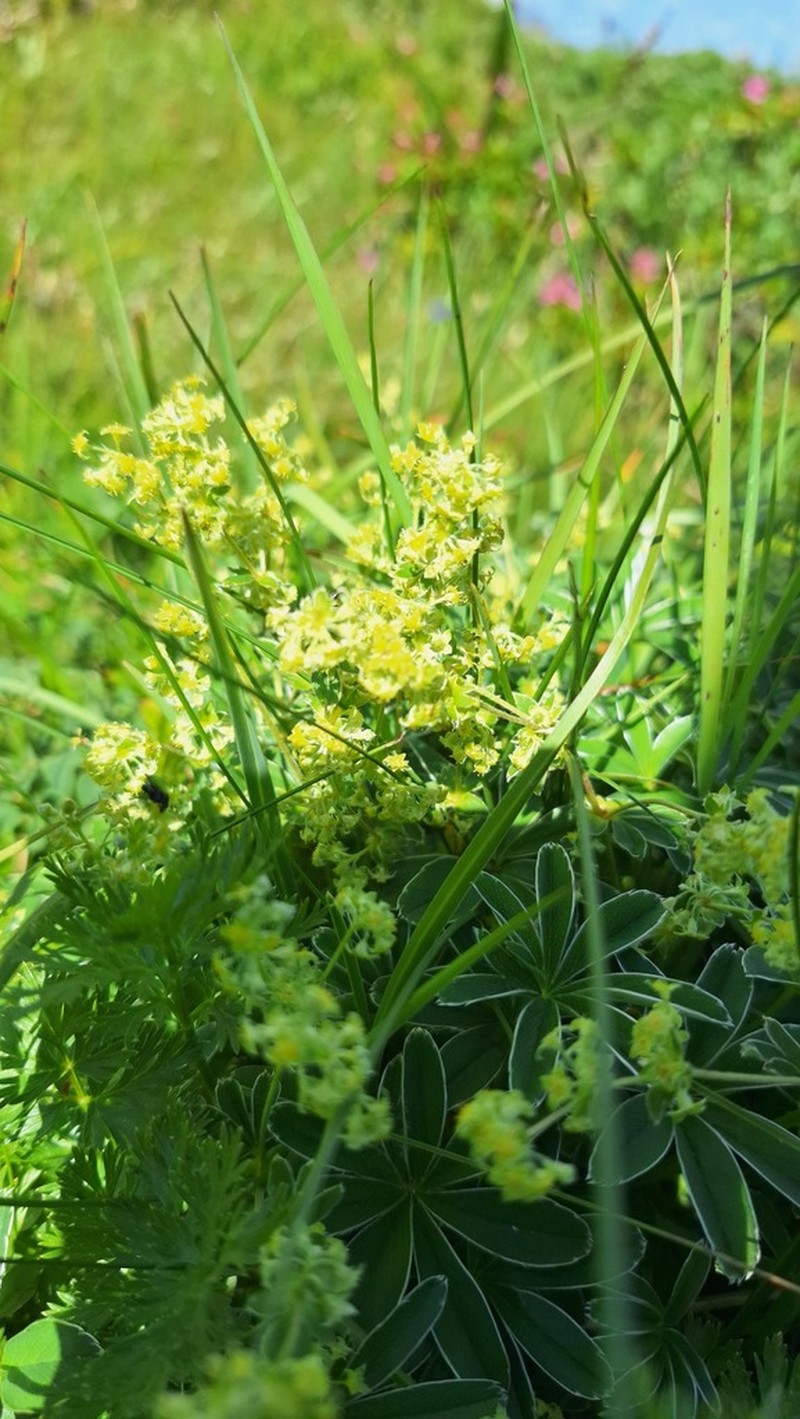 Alchemilla alpigena photo 7