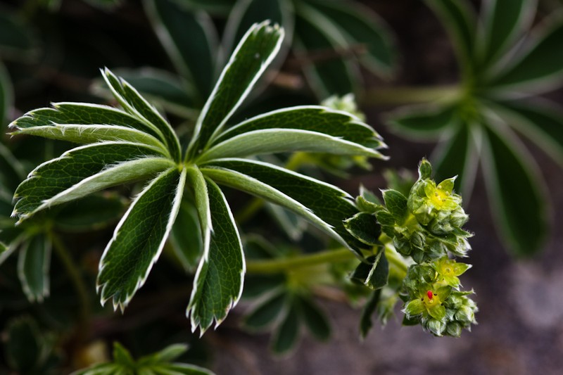 Alchemilla alpigena photo 8