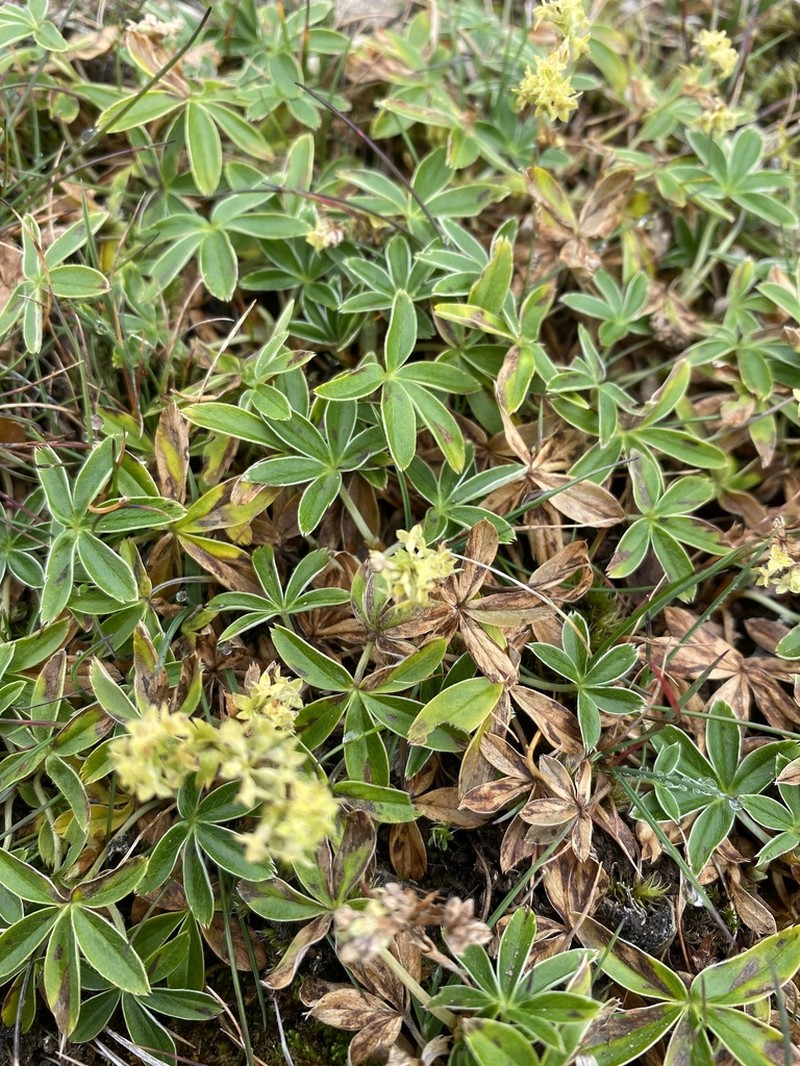 Alpine Lady's Mantle photo 2