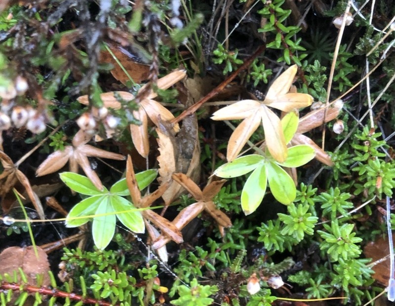Alpine Lady's Mantle photo 3