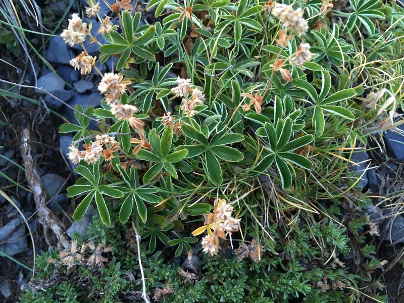 Alpine Lady's Mantle photo 4