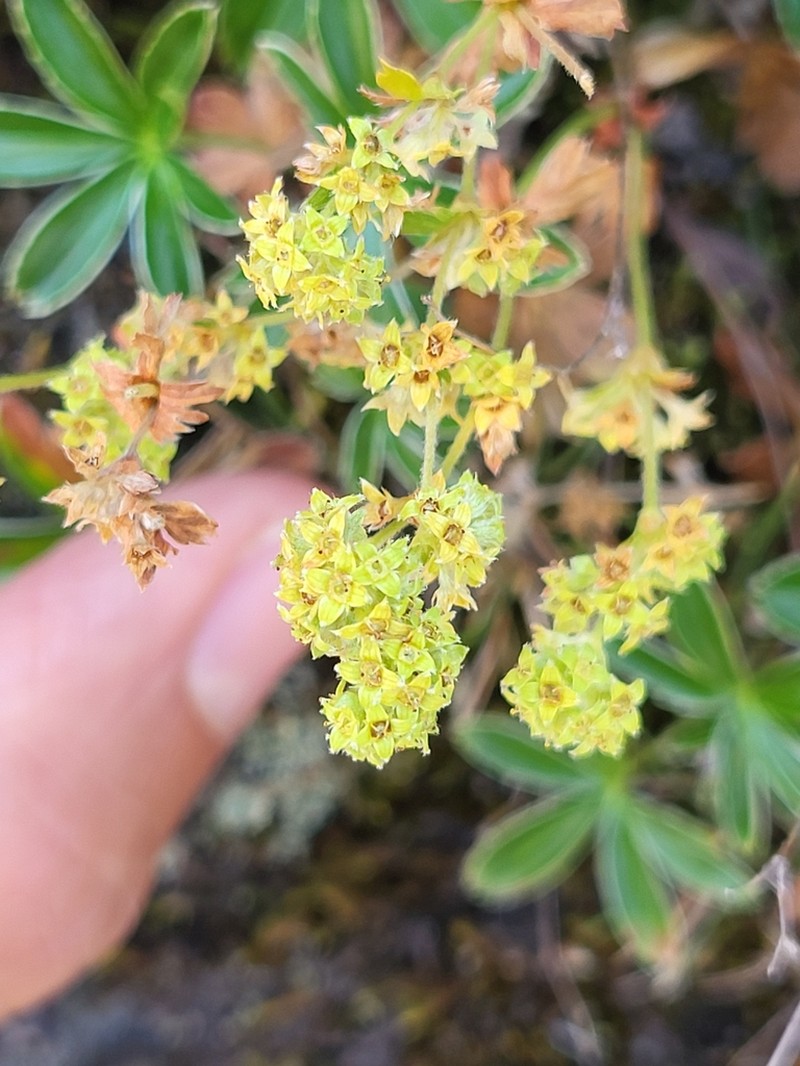 Alpine Lady's Mantle photo 5