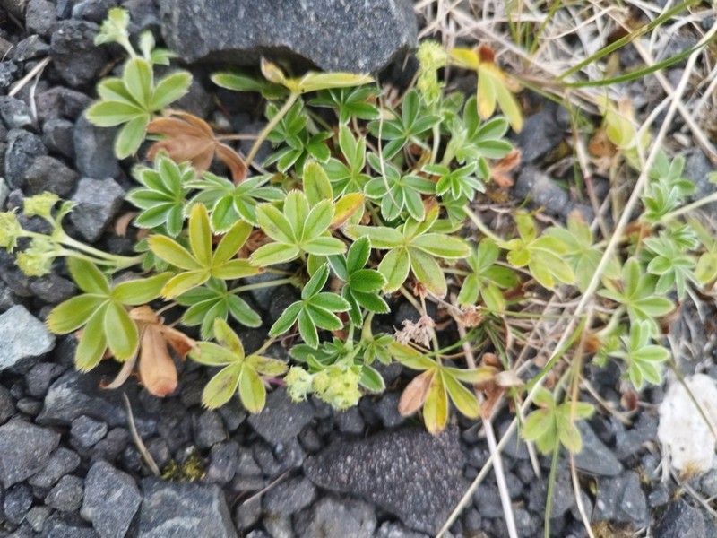 Alpine Lady's Mantle photo 6