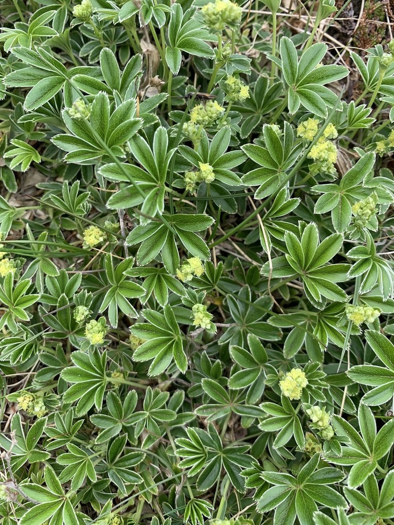 Alpine Lady's Mantle photo 7