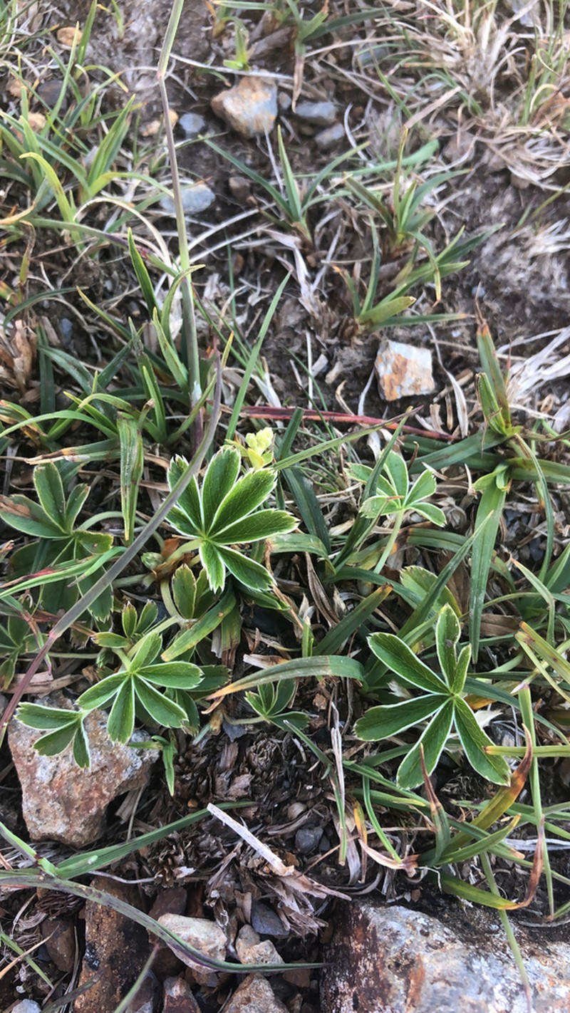 Alpine Lady's Mantle photo 8