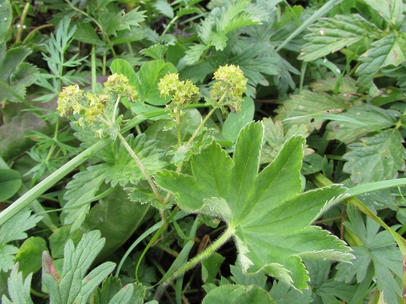Alchemilla altaica