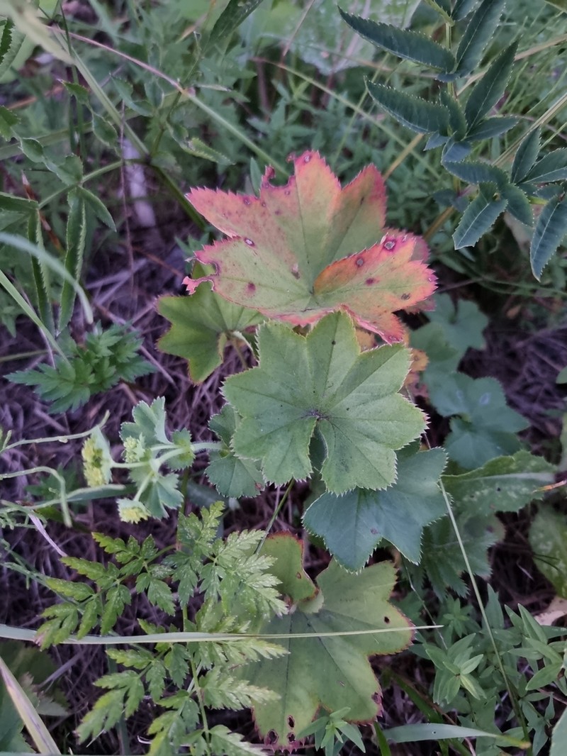 Alchemilla altaica photo 2