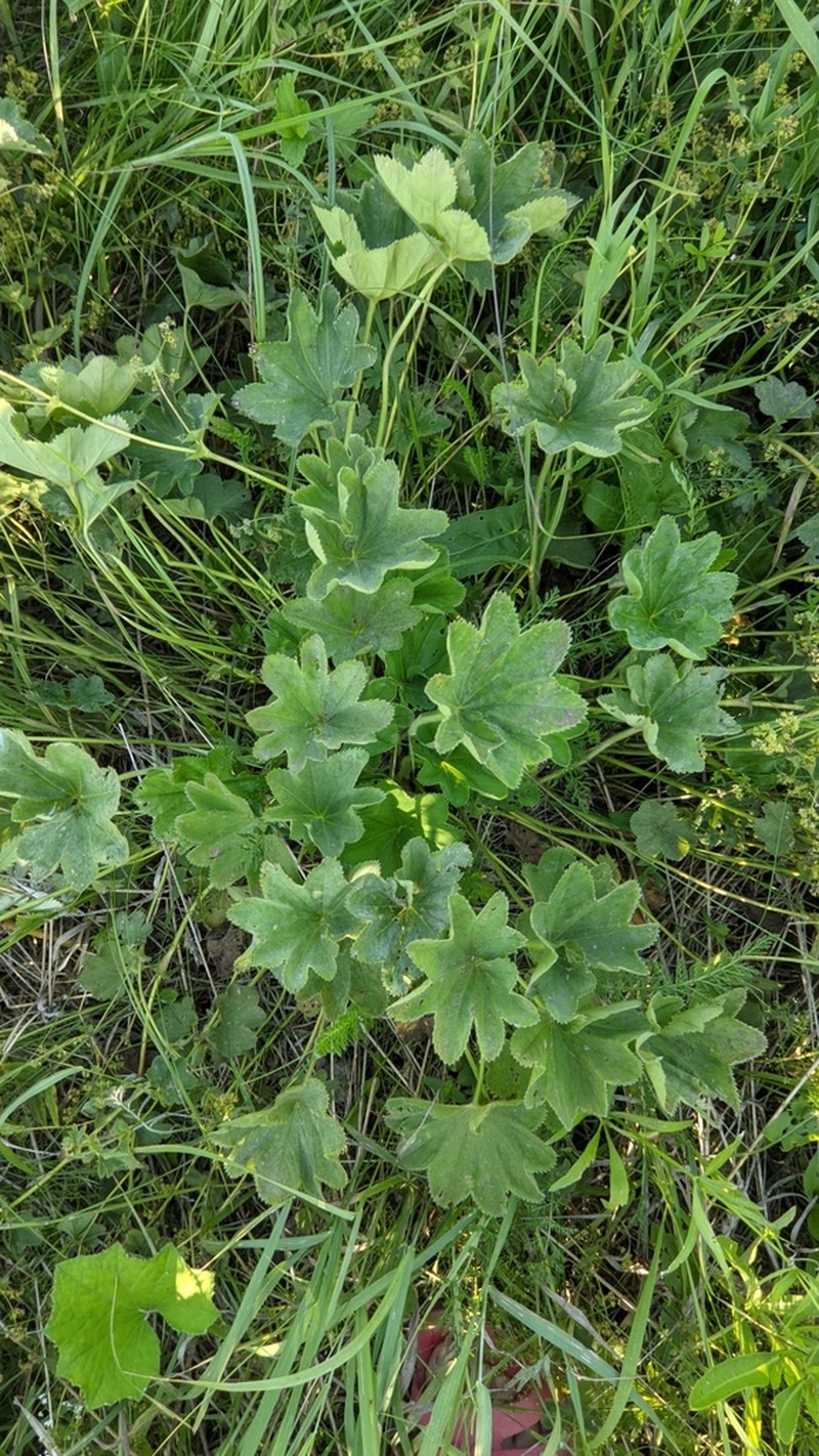 Alchemilla altaica photo 3