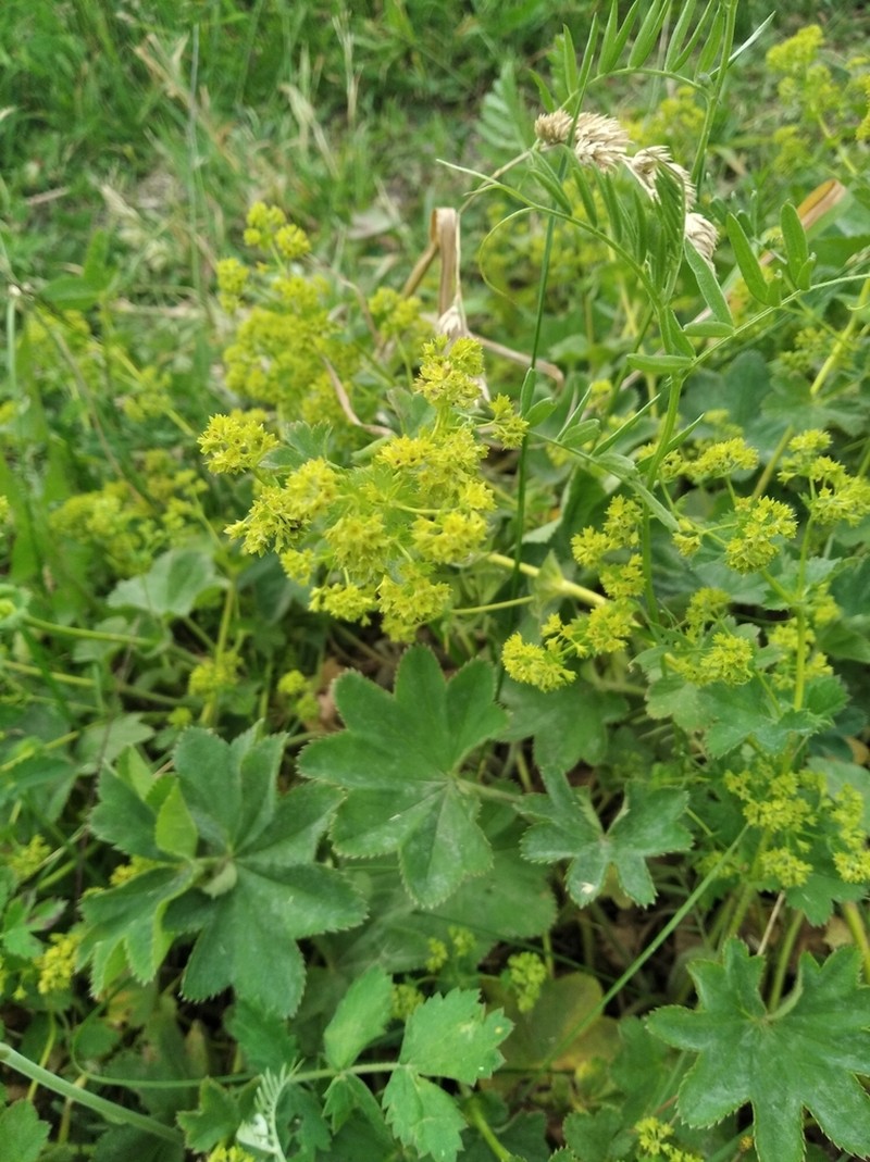 Alchemilla altaica photo 4