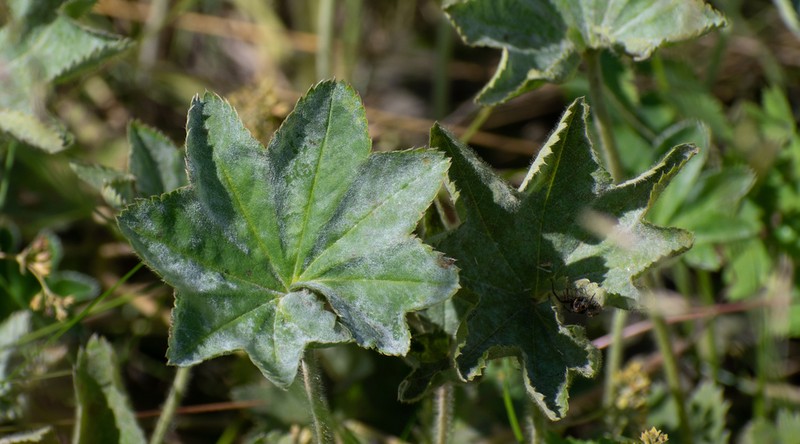 Alchemilla altaica photo 5
