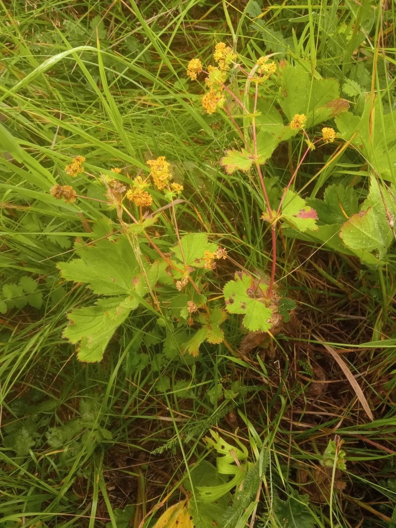 Alchemilla altaica photo 6