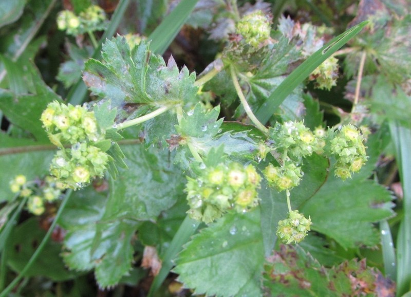 Alchemilla altaica photo 7