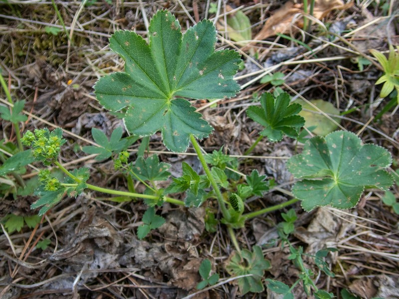 Alchemilla altaica photo 8