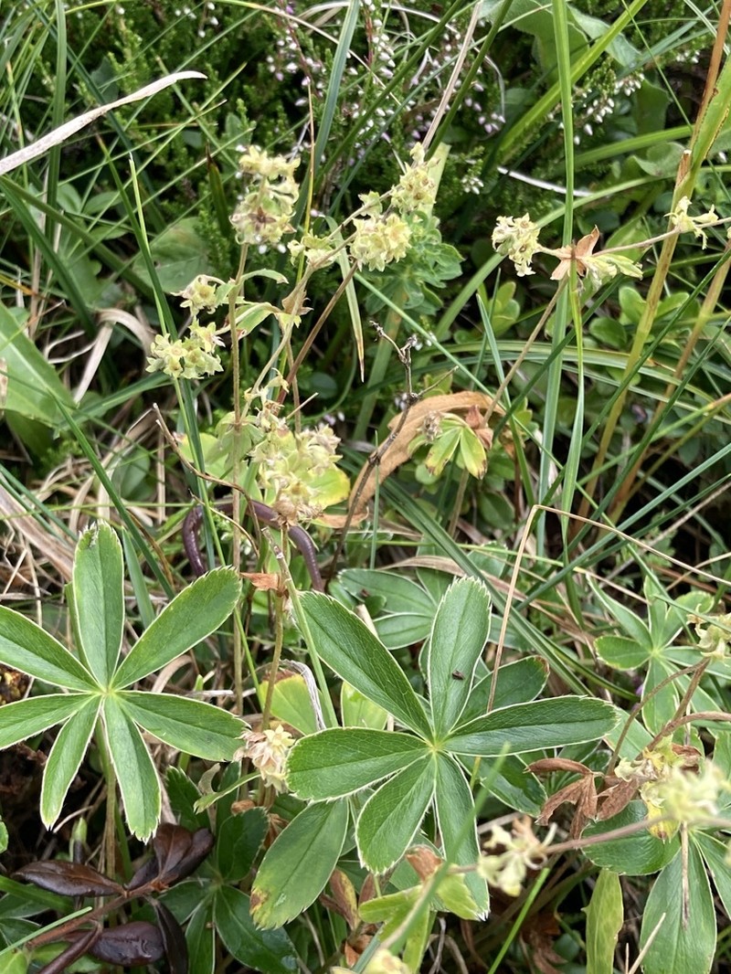 Alchemilla amphibola